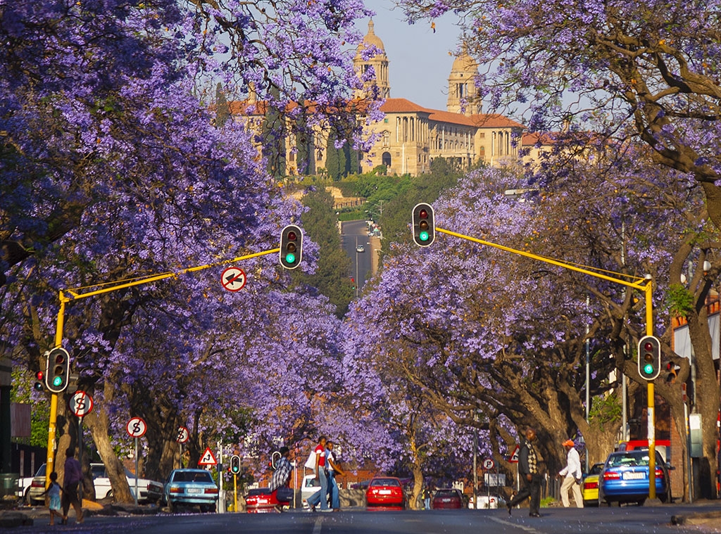 Jacaranda trees in Pretoria ,with the Union Buildings in the background. By Hein waschefort (Own work) [CC BY-SA 3.0], via Wikimedia Commons